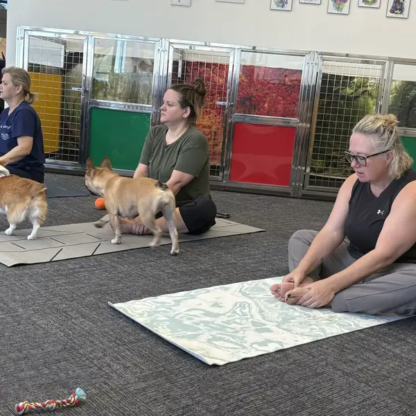 Guests enjoying puppy yoga at K9 Rox Club